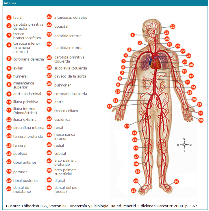 Arterias del cuerpo humano