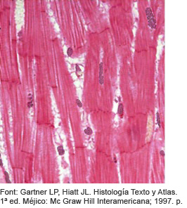 Teixit muscular cardíac Teixit muscular cardíac