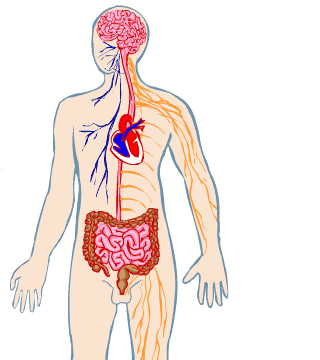 Sistema nervi&oacute;s