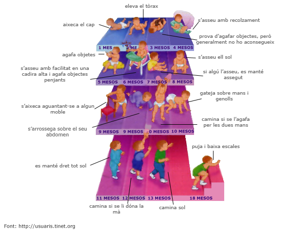 Evolució motriu nadó Evolució motriu des del mes fins 18 mesos