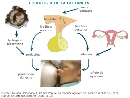 Fisiología de la Lactancia Fisiología de la lactancia